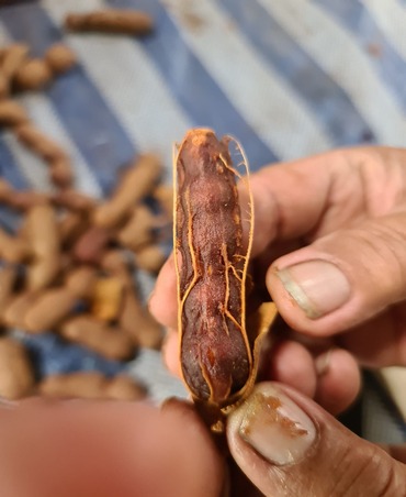 tamarind