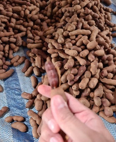 tamarind